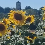 Les De La Treille Nyaraló *